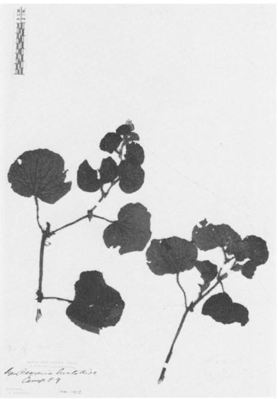 B. symhirta